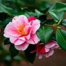 Tricolor Variegated Camellia Japonica US Plant
