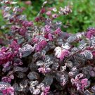 Jazz Hands Variegated Loropetalum US Plant