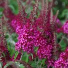 CranRazz Butterfly Bush US Plant