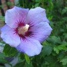 Blue Bird Hibiscus Althea Rose Of Sharon US Plant