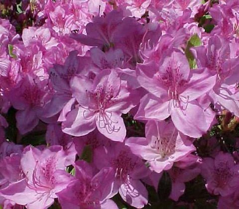 Poukhanense Lavender Korean Azalea US Plant
