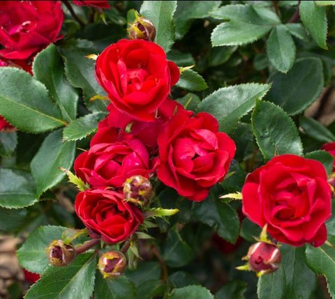 Petite Knock Out Rose US Plant