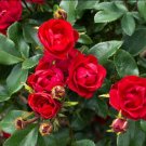 Petite Knock Out Rose US Plant
