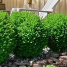 Baby Gem Dwarf Boxwood US Plant