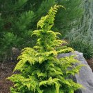 Golden Fernleaf Hinoki False Cypress US Plant