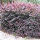 Ruby Loropetalum chinese fringe US Plant