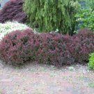 Crimson Pygmy Dwarf Japanese Barberry US Plant