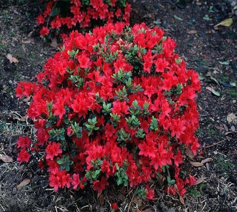 Hershey Red Azalea US Plant