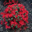 Hershey Red Azalea US Plant