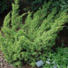 Shimpaku Dwarf Chinese Juniper US Plant