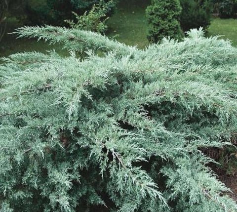 Grey Owl Spreading Juniper US Plant