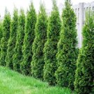 Degroots Spire Arborvitae Thuja US Plant