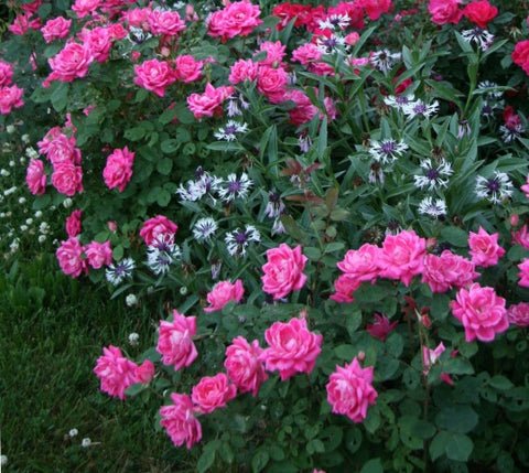 Pink Double Knockout Rose US Plant