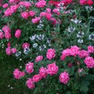 Pink Double Knockout Rose US Plant