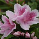 George Tabor Azalea southern indica US Plant