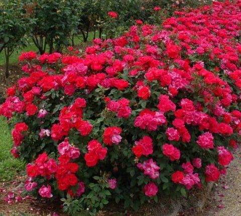 Red Double Knockout Rose US Plant