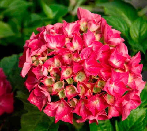 Red Sensation Next Generation Hydrangea US Plant