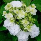 Wedding Gown White Double Delights Hydrangea US Plant