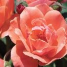 Coral Knock Out Rose US Plant