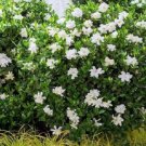Jubilation Gardenia US Plant
