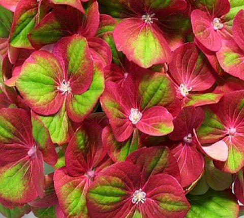 Tilt A Swirl Mophead Hydrangea US Plant