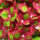 Tilt A Swirl Mophead Hydrangea US Plant