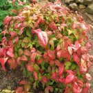 Firepower Nandina Heavenly Bamboo US Plant