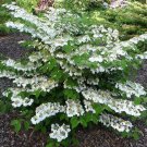 Shasta Viburnum plicatum tomentosum US Plant