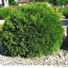 Little Giant Dwarf Arborvitae Thuja US Plant
