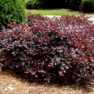 Daruma Dwarf Loropetalum chinese fringe US Plant