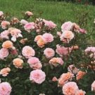Apricot Drift Groundcover Rose US Plant