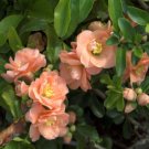 Cameo Flowering Quince chaenomeles US Plant