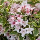 Variegated Dwarf Weigela florida variegata US Plant