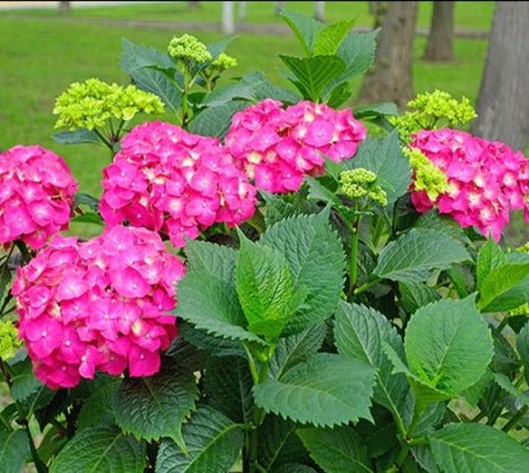 Glowing Embers Pink Mophead Hydrangea US Plant