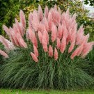 Pink Pampas Grass cortaderia selloana US Plant