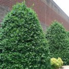 Nellie R. Stevens Holly Tree US Plant