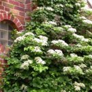Climbing Hydrangea Anomala petiolaris US Plant