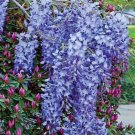 Blue Moon Wisteria Vine US Plant