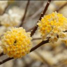 Nanjings Gold Edgeworthia Paper Bush US Plant