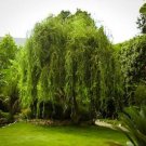 Golden Curls Corkscrew Weeping Willow US Plant