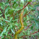 Scarlet Curls Corkscrew Weeping Willow US Plant
