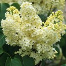 Primrose Yellow French Lilac syringa US Plant