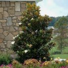 Little Gem Southern Magnolia Grandiflora US Plant