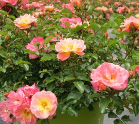 Peach Drift Groundcover Rose US Plant