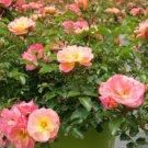 Peach Drift Groundcover Rose US Plant
