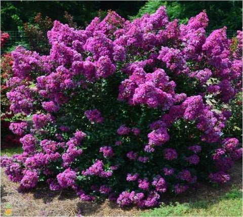 Purple Magic Dwarf Crape Myrtle US Plant
