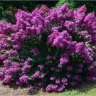 Purple Magic Dwarf Crape Myrtle US Plant