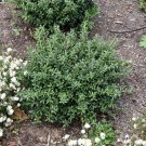 Soft Touch Dwarf Japanese Holly US Plant