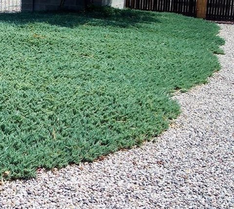 Blue Rug Spreading Juniper US Plant