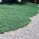 Blue Rug Spreading Juniper US Plant